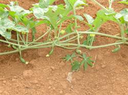 Three elements of watermelon flower and fruit protection in high temperature and rainy season