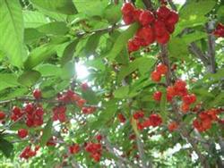 Early, high-yield and efficient cultivation of sweet cherry