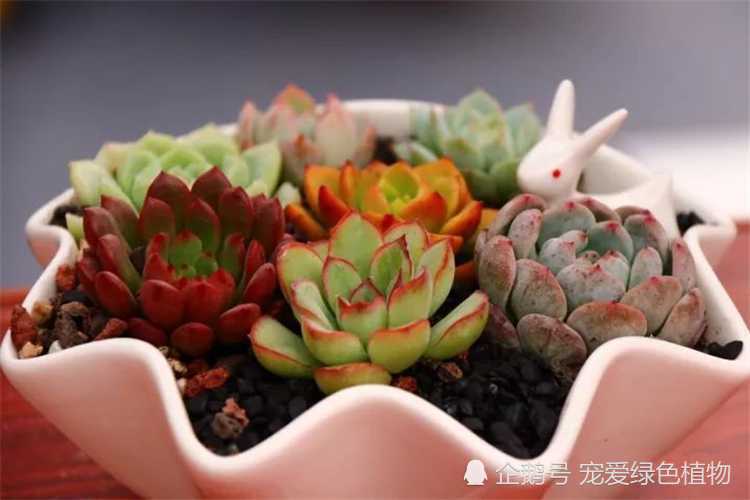 These five factors are related to the hairy roots of succulent plants. Beginners are worth seeing.