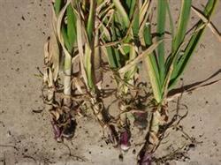 Prevention of garlic Spring Rot in Spring