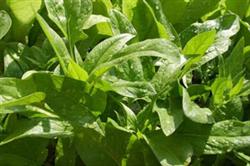 Pollution-free cultivation techniques of spring spinach