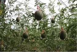 Requirements for cultivation environmental conditions of watermelon