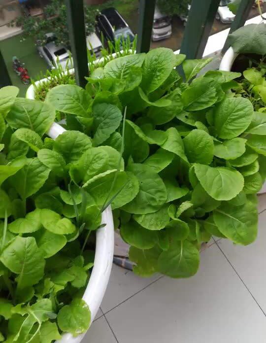 It's nice to grow these vegetables on the balcony in autumn and eat them for more than a month.