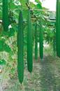 Skillfully using towel gourd leaves to treat animal diseases