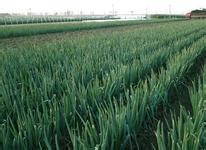 High-yield cultivation techniques of Welsh Onion