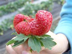 Occurrence and control of abnormal strawberry fruit in greenhouse