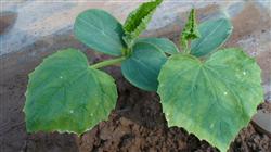 How to tell whether the cucumber is deficient in fertilizer from the plant