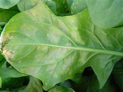 Prevention and comprehensive treatment of downy mildew in spinach