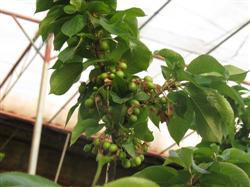 Humidity Control Technology of Cherry in greenhouse