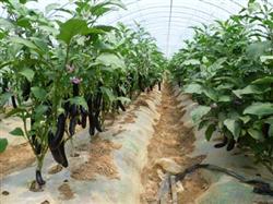 Timely topdressing of eggplant can prolong the harvest time