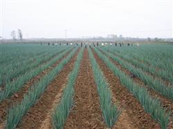 Technical guidance on cultivation of Welsh Onion