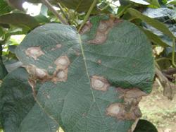 Identification and control of kiwifruit branch blight