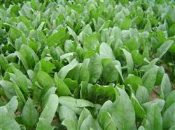 Ingenious management measures for spinach sowing