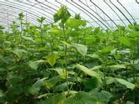 Technical specification for pollution-free cultivation of cucumber in greenhouse