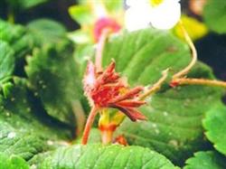 Symptoms and integrated control of strawberry bud blight