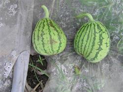 The reasons for the difficulty of setting fruit and many abnormal fruits of watermelon