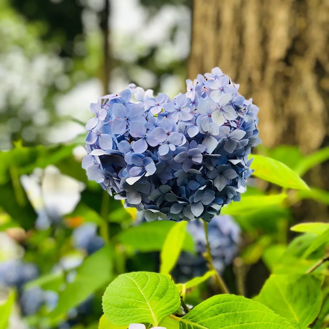 Everyone should have such an hydrangea at home.