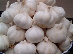 Garlic high yield to understand the characteristics of fertilizer