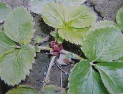 How to make up for strawberry nitrogen deficiency in greenhouse?