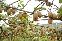 Beware of the effect of high temperature on kiwifruit