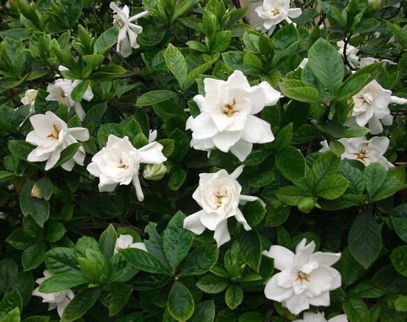 When the typhoon comes, these four kinds of flowers move indoors as soon as possible, or the withered branches and leaves can't be saved.