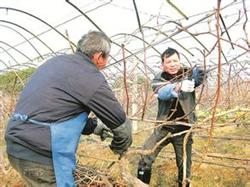 Winter pruning technique of grapes in scaffolding