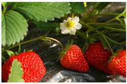 Cultivation techniques of Strawberry in protected Field