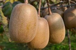 Key points of kiwifruit storage