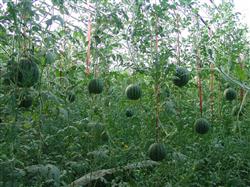 Strengthen the field management of watermelon at present