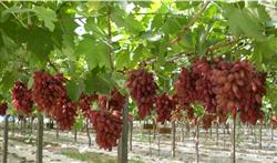 Planting technique of New Grape Variety Red Milk