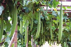 Several methods of creating high yield of towel gourd in greenhouse