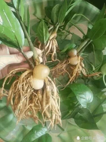 If the tree eats some of this kind of root fertilizer, the root system turns to gourd root branch thick leaf green.