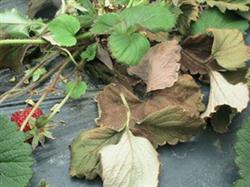 Harm and comprehensive control of strawberry Verticillium wilt