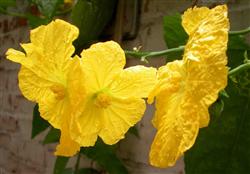 There are many prevention and control methods for the causes of towel gourd rotten flowers.