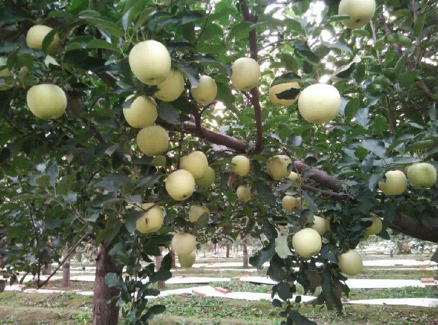 This fruit is golden inside and outside. The carotene content is four times higher than that of apples. Few people have ever eaten it.