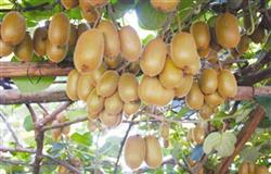 Cultivation and management techniques of kiwifruit after autumn