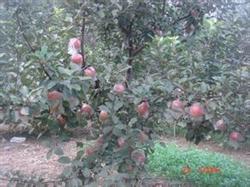 Dry cultivation Model of Apple-Alfalfa in Hilly Dryland