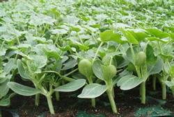 Four key steps in raising Watermelon seedlings with Hot Kang