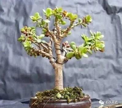 The old florist raised golden branches and jade leaves and cut them for 30 days to make bonsai worth hundreds of yuan.