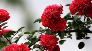 Rose language and its representative meaning