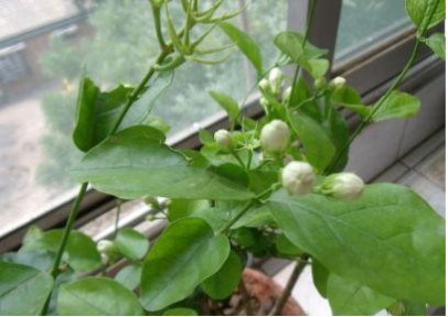 Jasmine and gardenia are most suitable for growing on the balcony? A lot of people are wrong. No wonder it blossoms less than February.