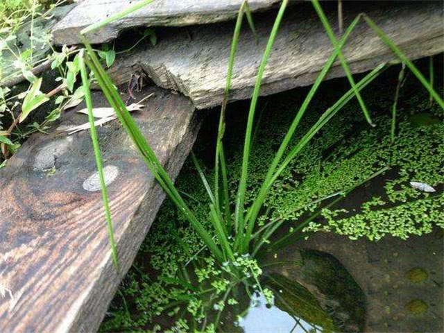 The rarest leek in the world is extinct in many places. If you see it, please don't dig it.