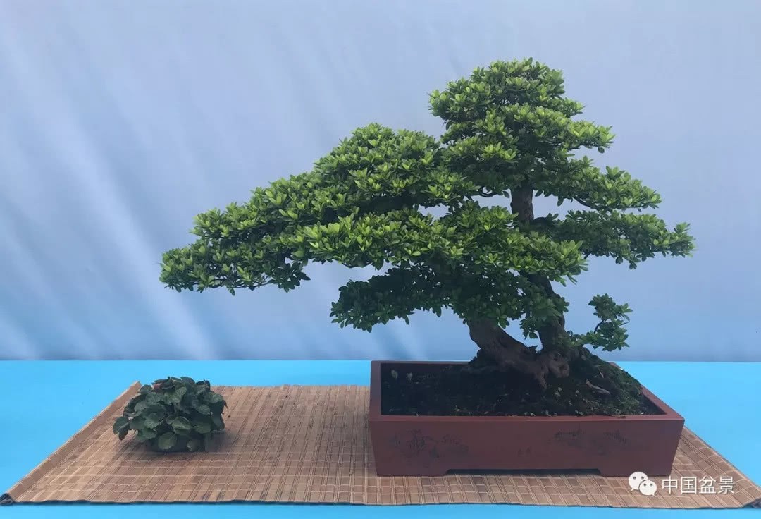 Enjoy the framed bonsai 