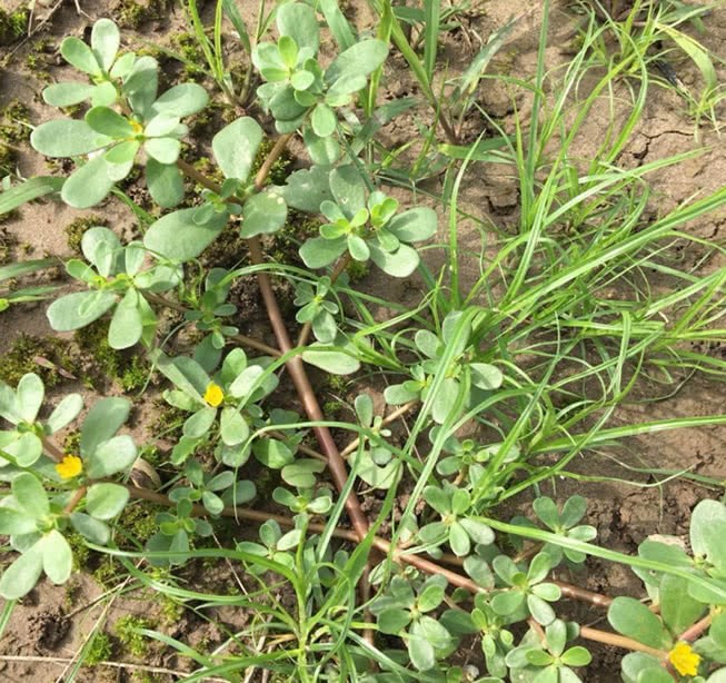 This inconspicuous field weed is called a life-saving vegetable that grows crazy when thrown into a flowerpot.