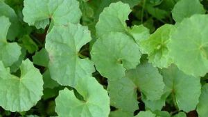 The difference between Centella asiatica and Centella asiatica