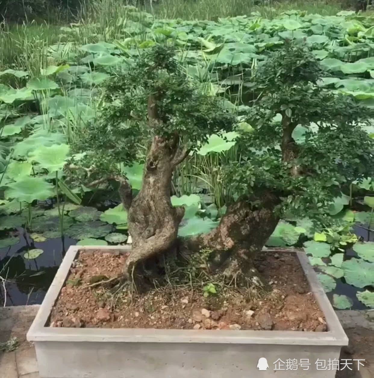 Bonsai appreciation: thousands of hands and methods, thousands of plants and trees, kaleidoscope