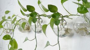 hydroponic plant capable of long-term cultivation