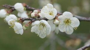 What symbolism does plum blossom represent?