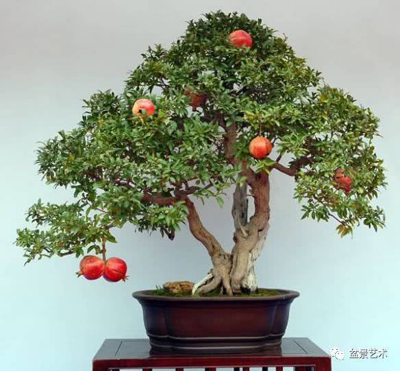 Techniques for making pomegranate bonsai