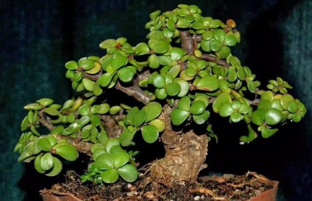 Purslane is too cheap? Don't be silly. Teach you two steps to become a high-priced potted plant. It's hard to buy a potted plant with money.